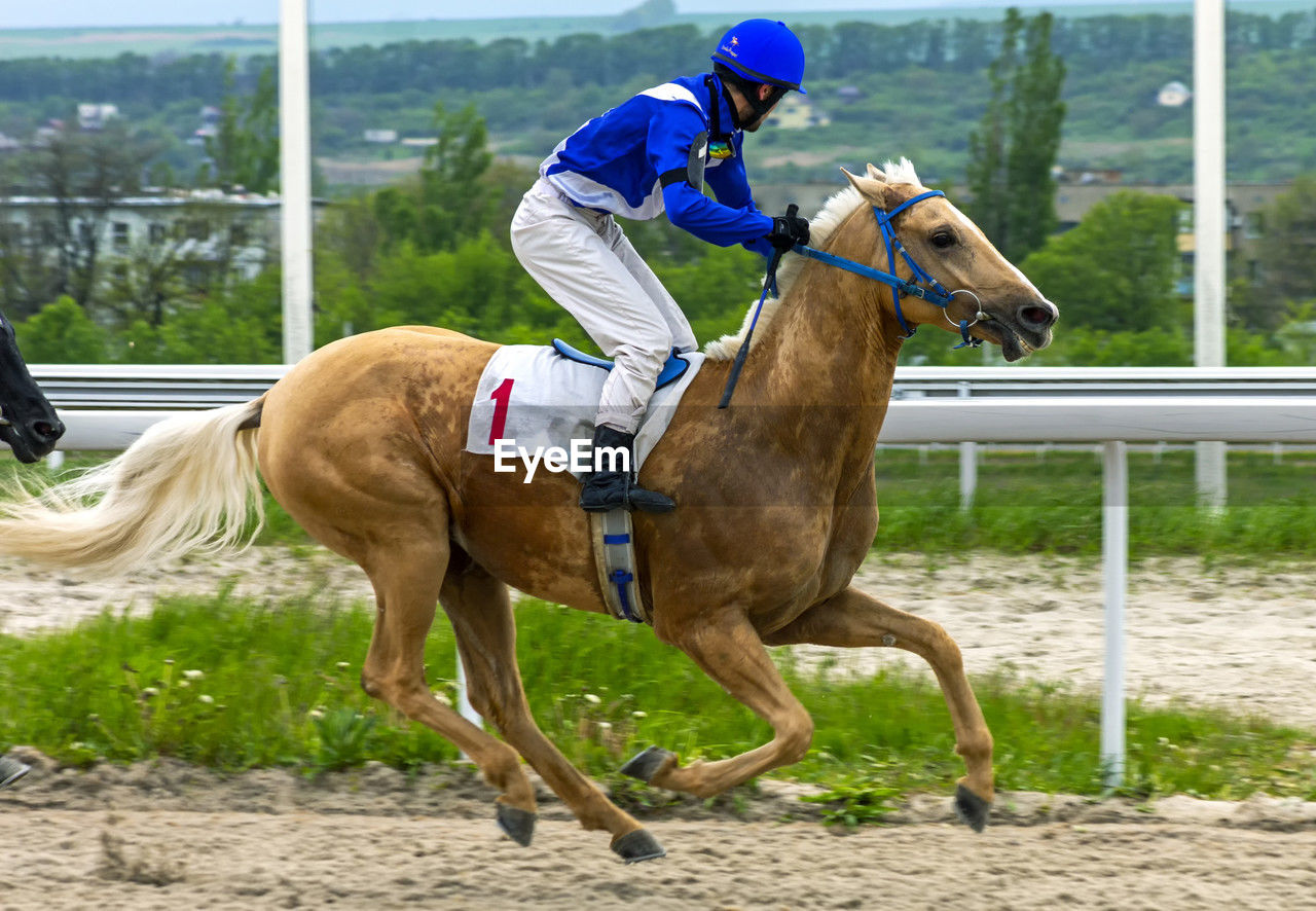 The finish horse race of the prize big summer,northern caucasus.