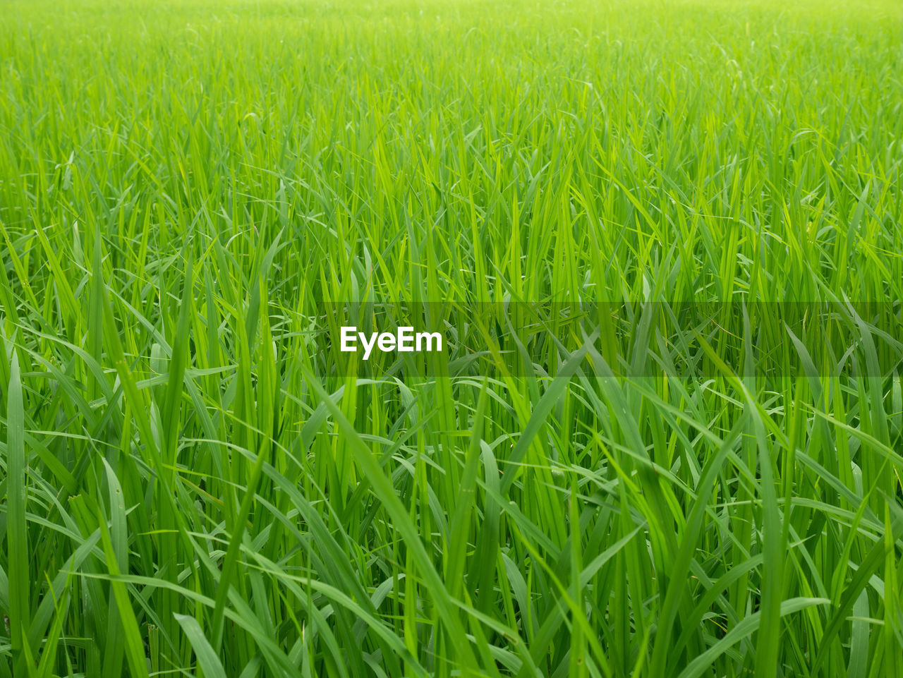 FULL FRAME SHOT OF CROPS ON FIELD