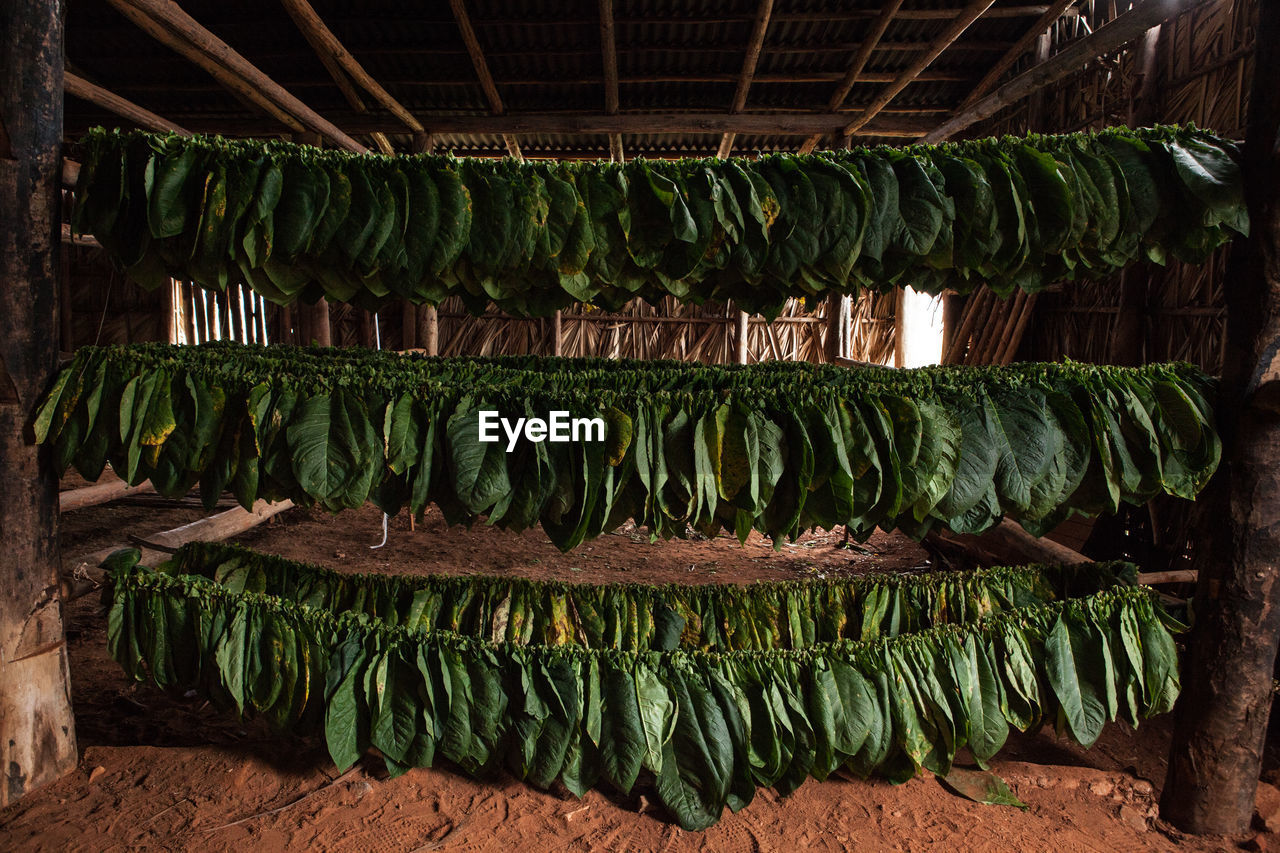 Tobacco leaves drying in hut