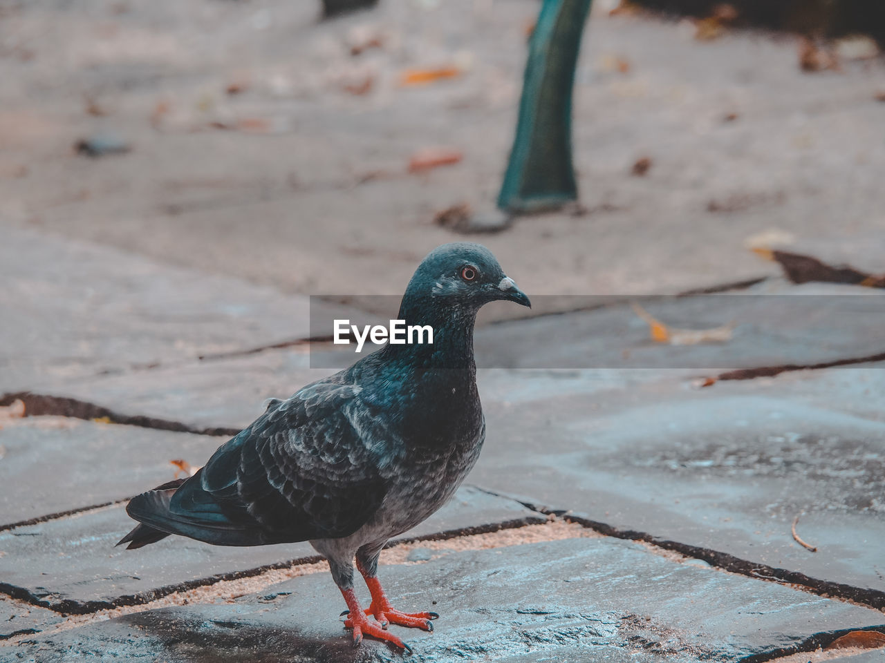 Close-up of pigeon perching on a land