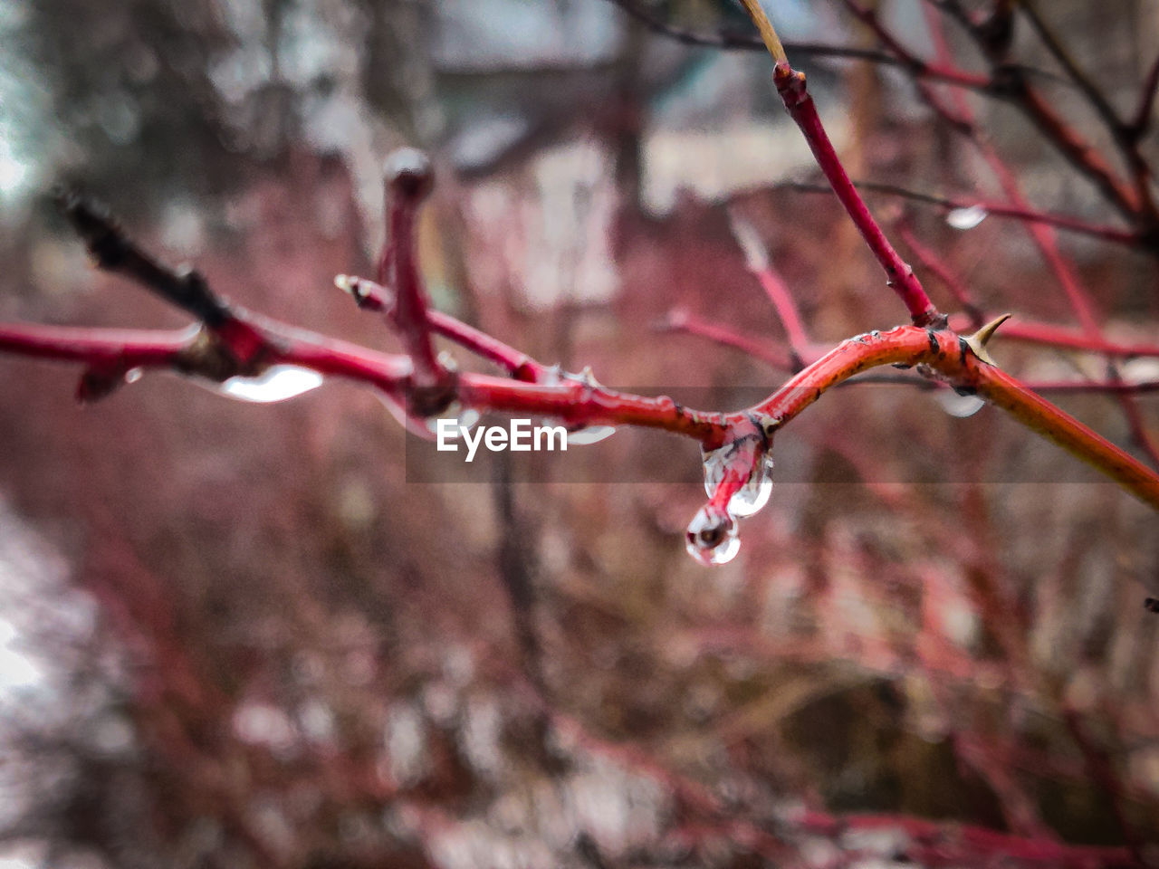 Close-up of wet tree during winter