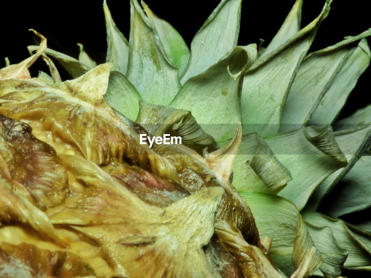 Close-up of leaves