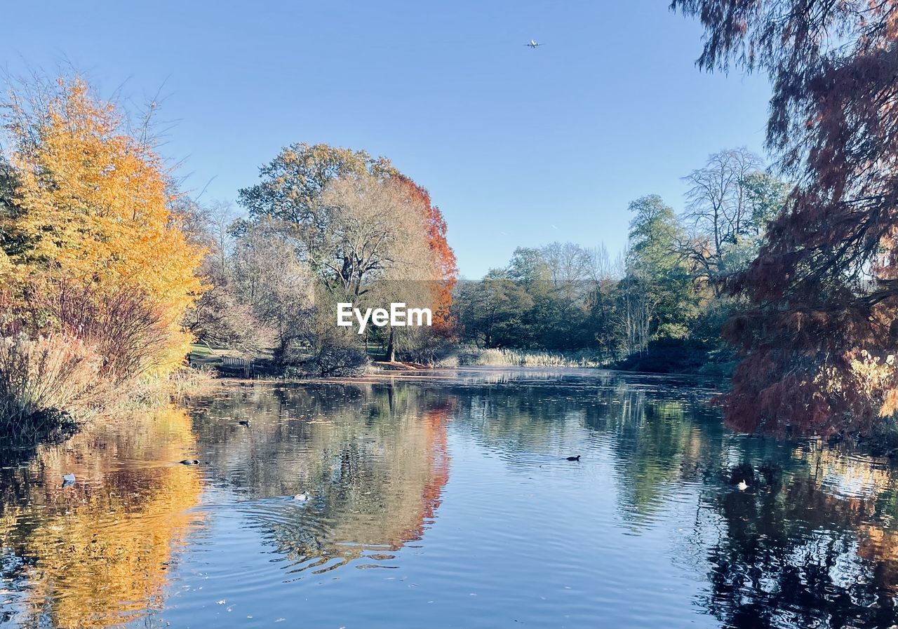 reflection, tree, water, autumn, plant, nature, leaf, beauty in nature, lake, sky, tranquility, scenics - nature, tranquil scene, no people, landscape, morning, day, outdoors, idyllic, clear sky, forest, non-urban scene, flower, body of water, environment, travel destinations, blue, land, animal wildlife, plant part, growth