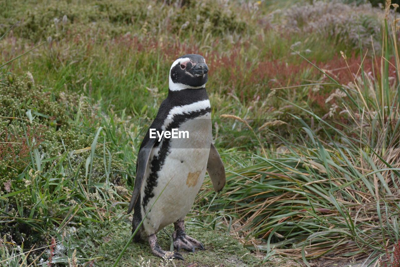 View of a bird penguin on field