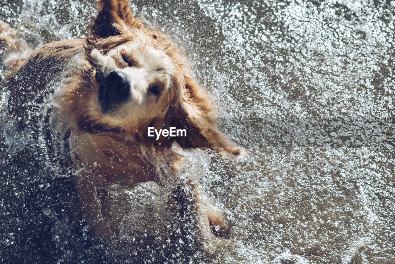 Close-up of dog swimming in water