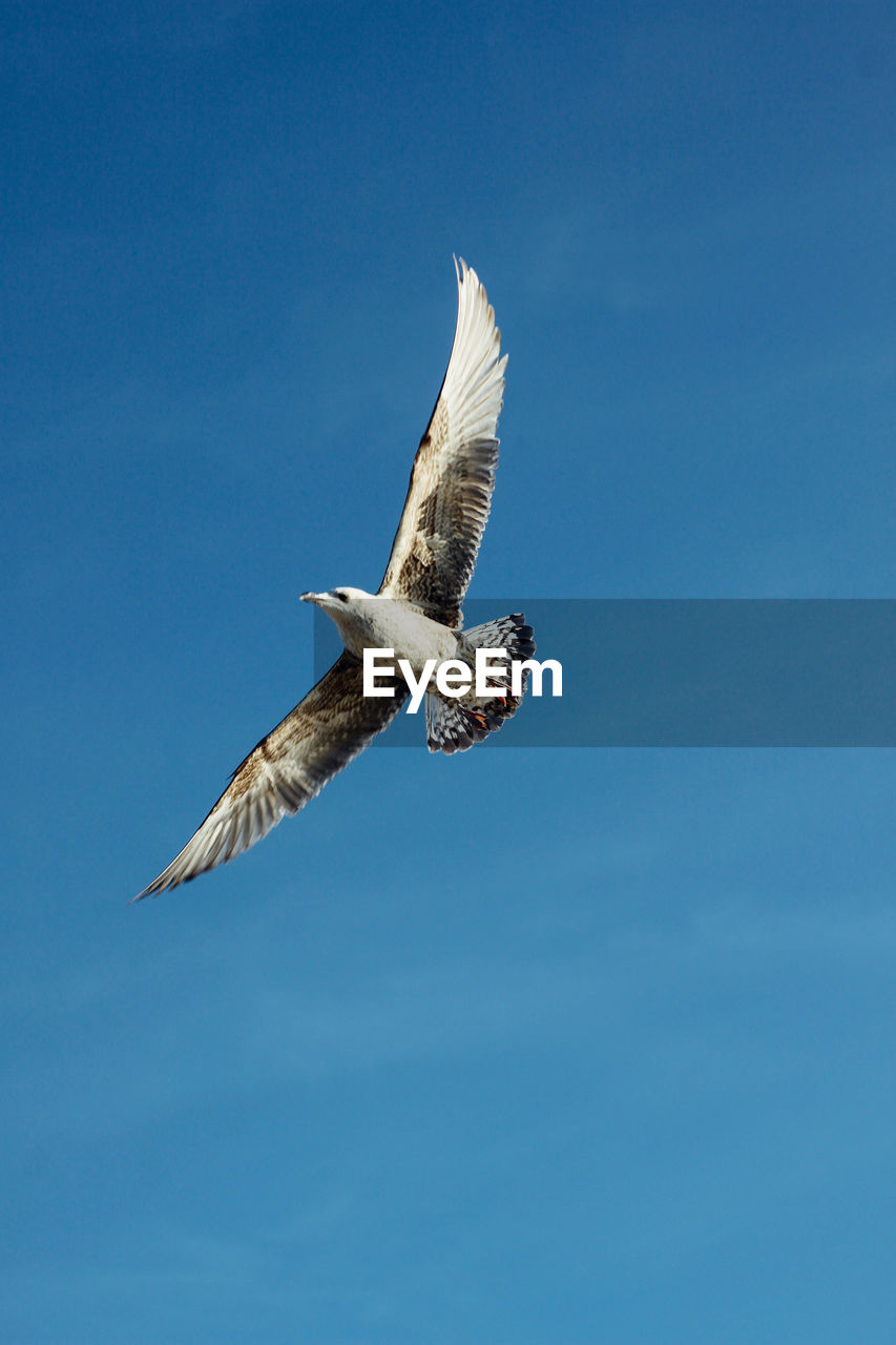 Directly below shot of seagull flying against clear blue sky