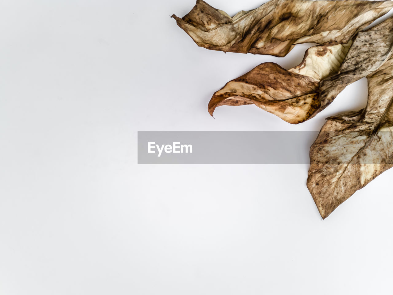 CLOSE-UP OF DRY LEAVES OVER WHITE BACKGROUND