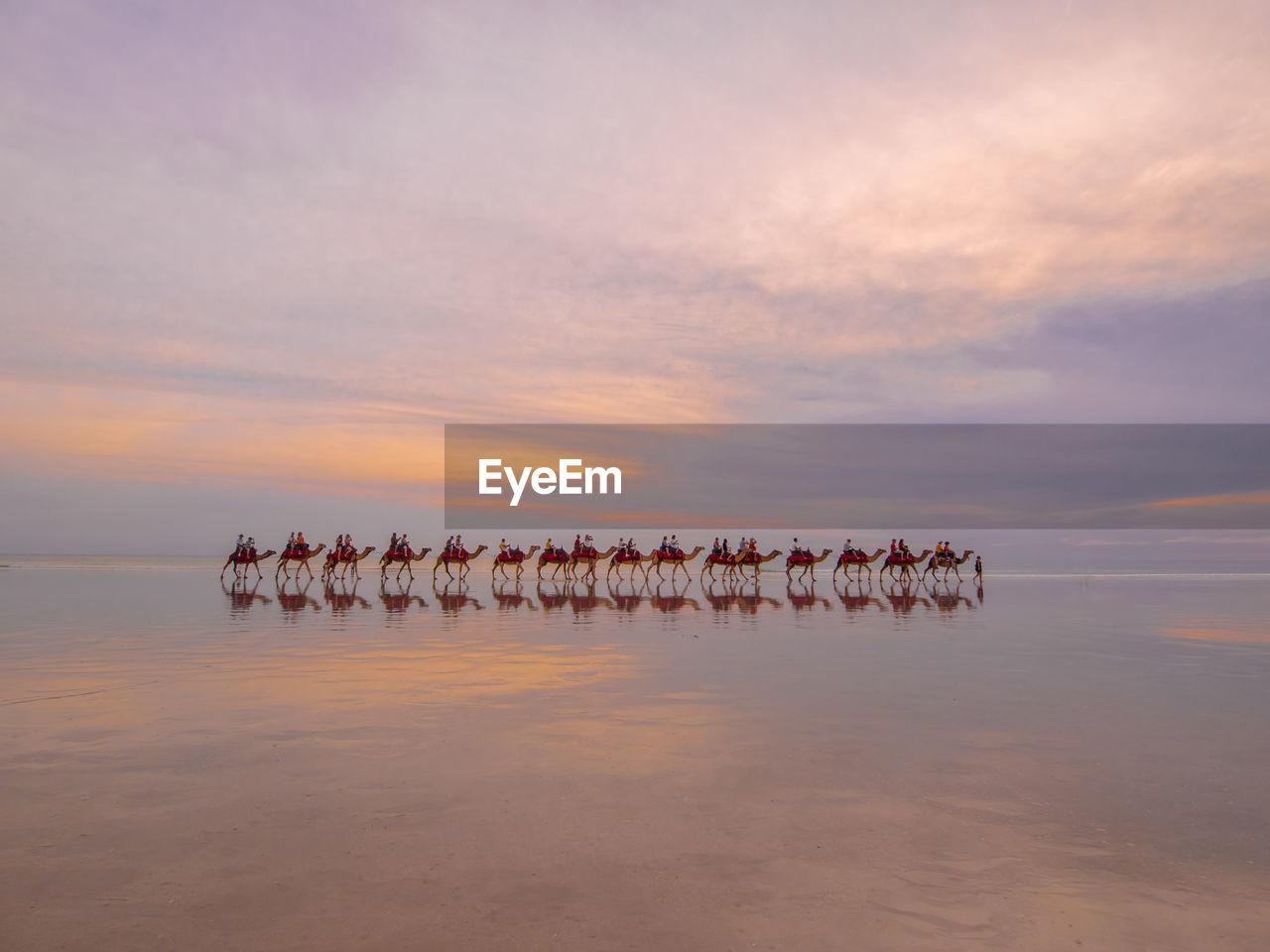 Camels walking at beach against sky during sunset