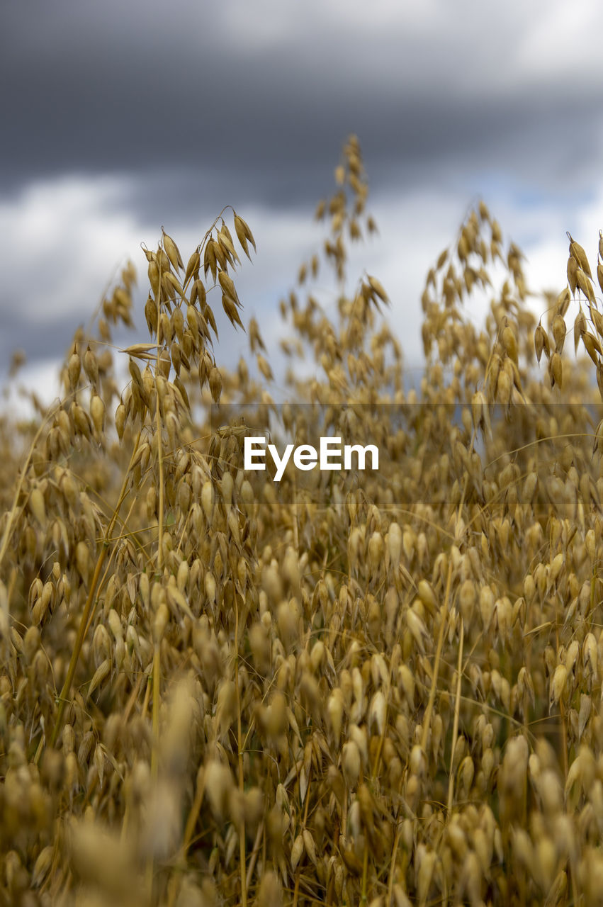 Close-up of stalks in field