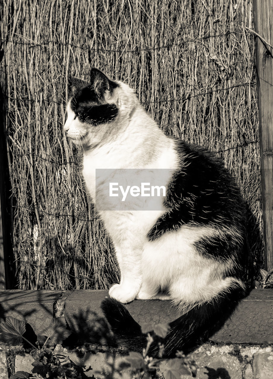 VIEW OF CAT