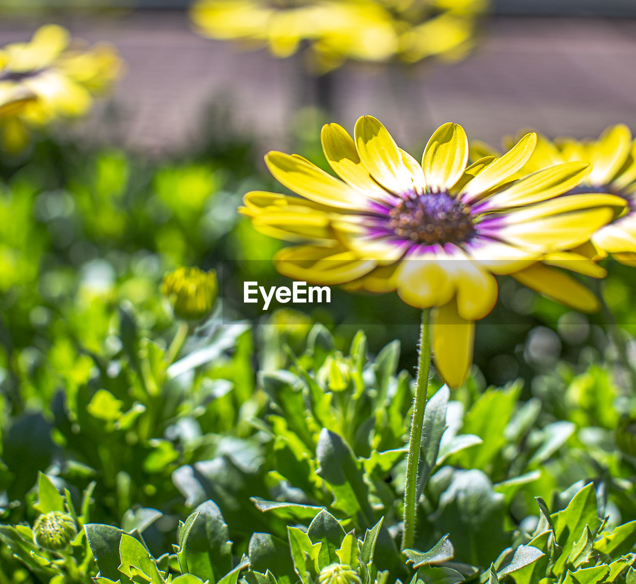 Close-up of yellow flowering plant