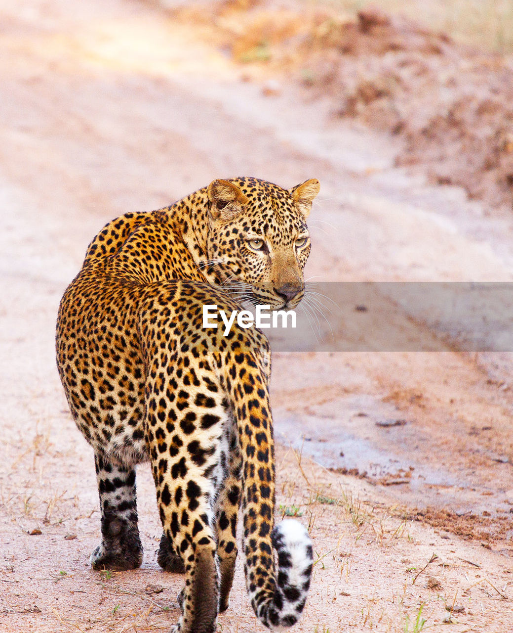 Wild animal looking away