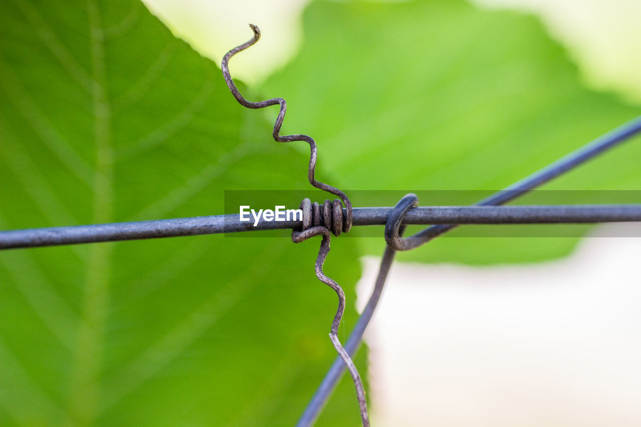 CLOSE-UP OF BARBED WIRE ON FENCE