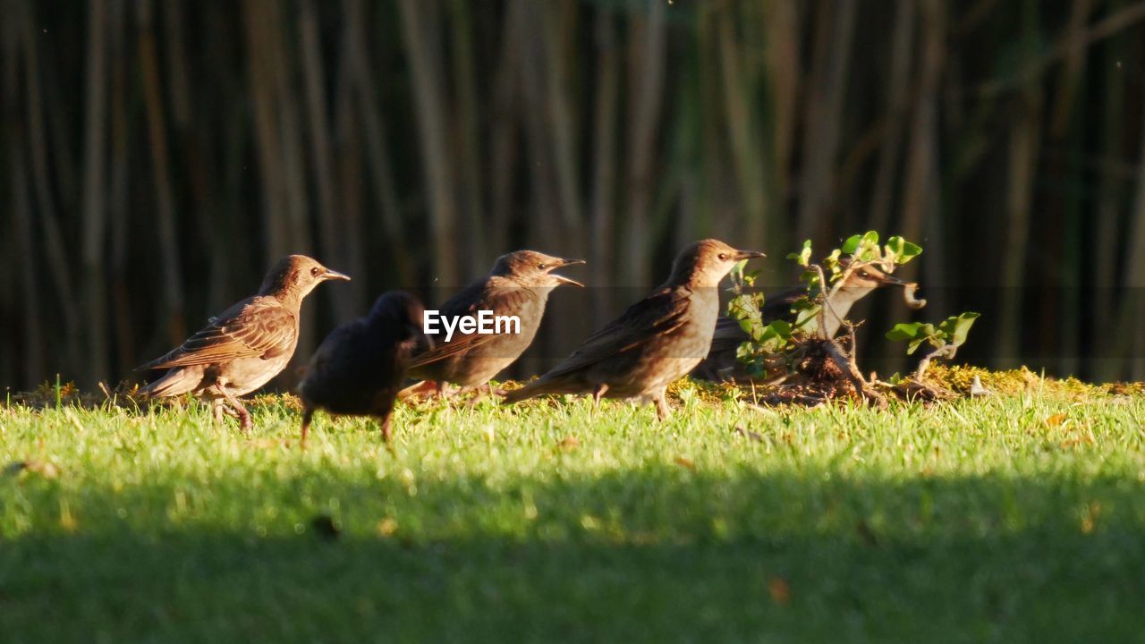 FLOCK OF BIRDS IN THE FIELD