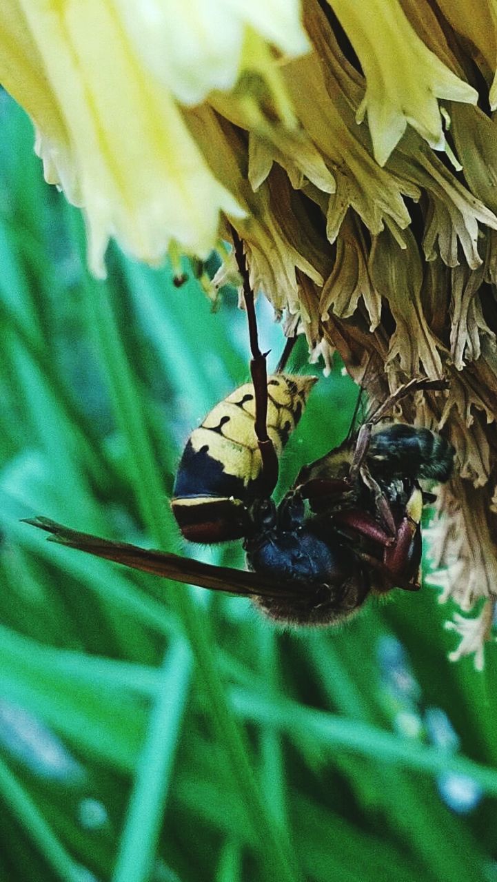 Bee hunting insect on tree