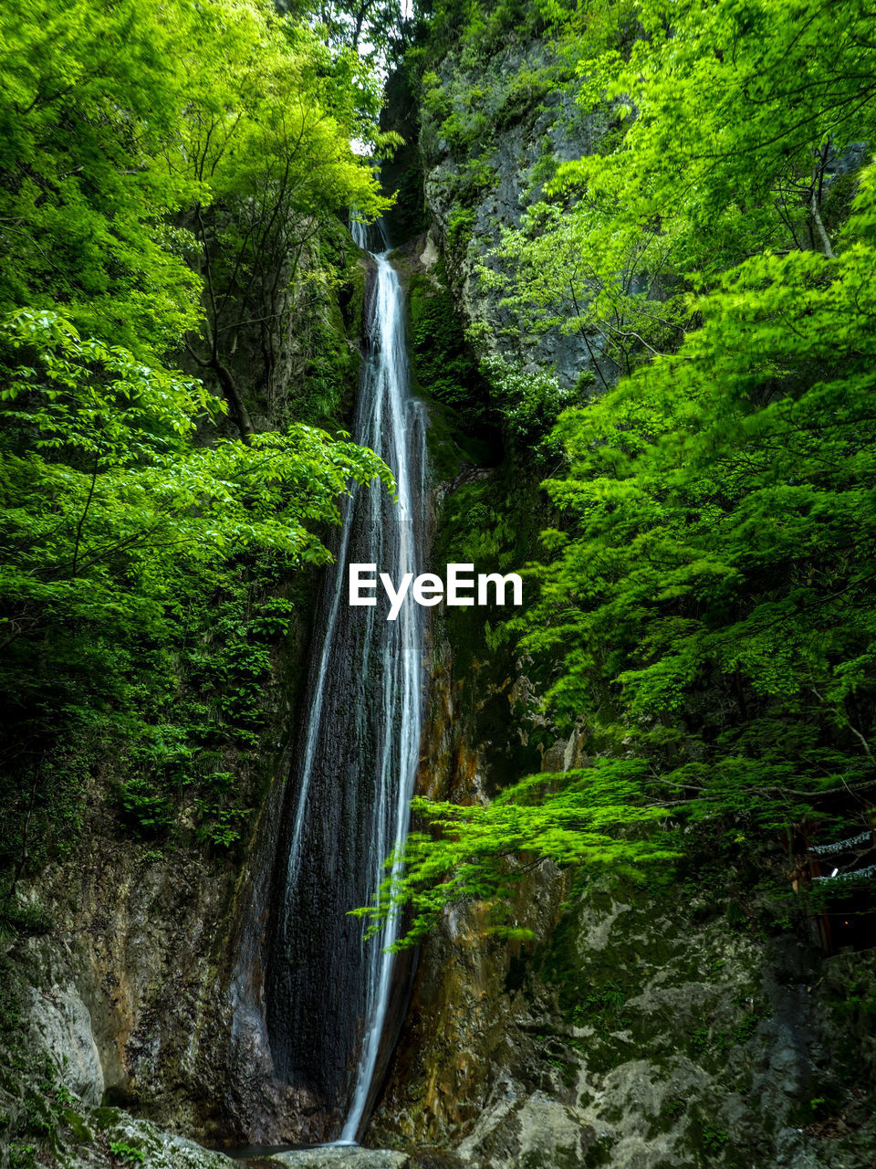 Scenic view of waterfall in forest
