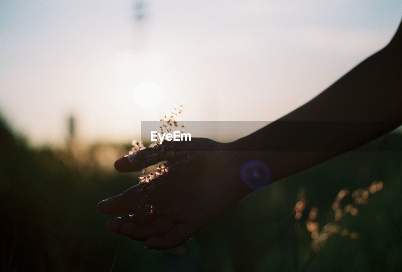 Close-up of woman holding plant against sky during sunset