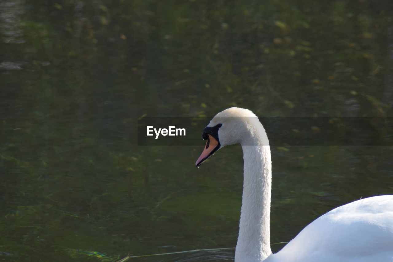 SWAN SWIMMING ON LAKE