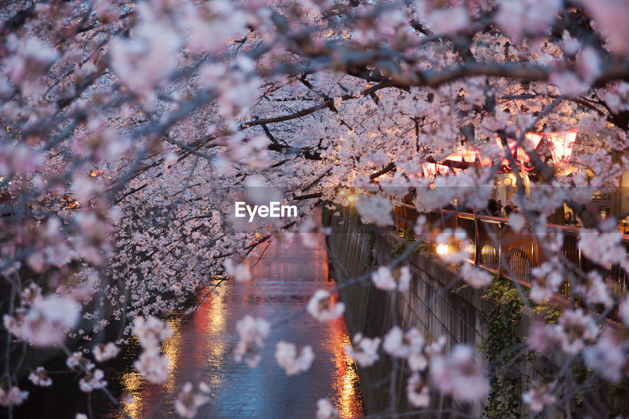 Cherry blossoms over river at dusk during springtime