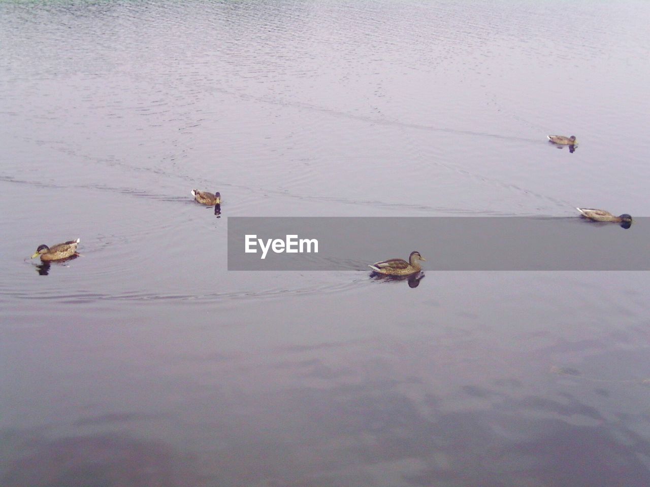 DUCK SWIMMING IN WATER