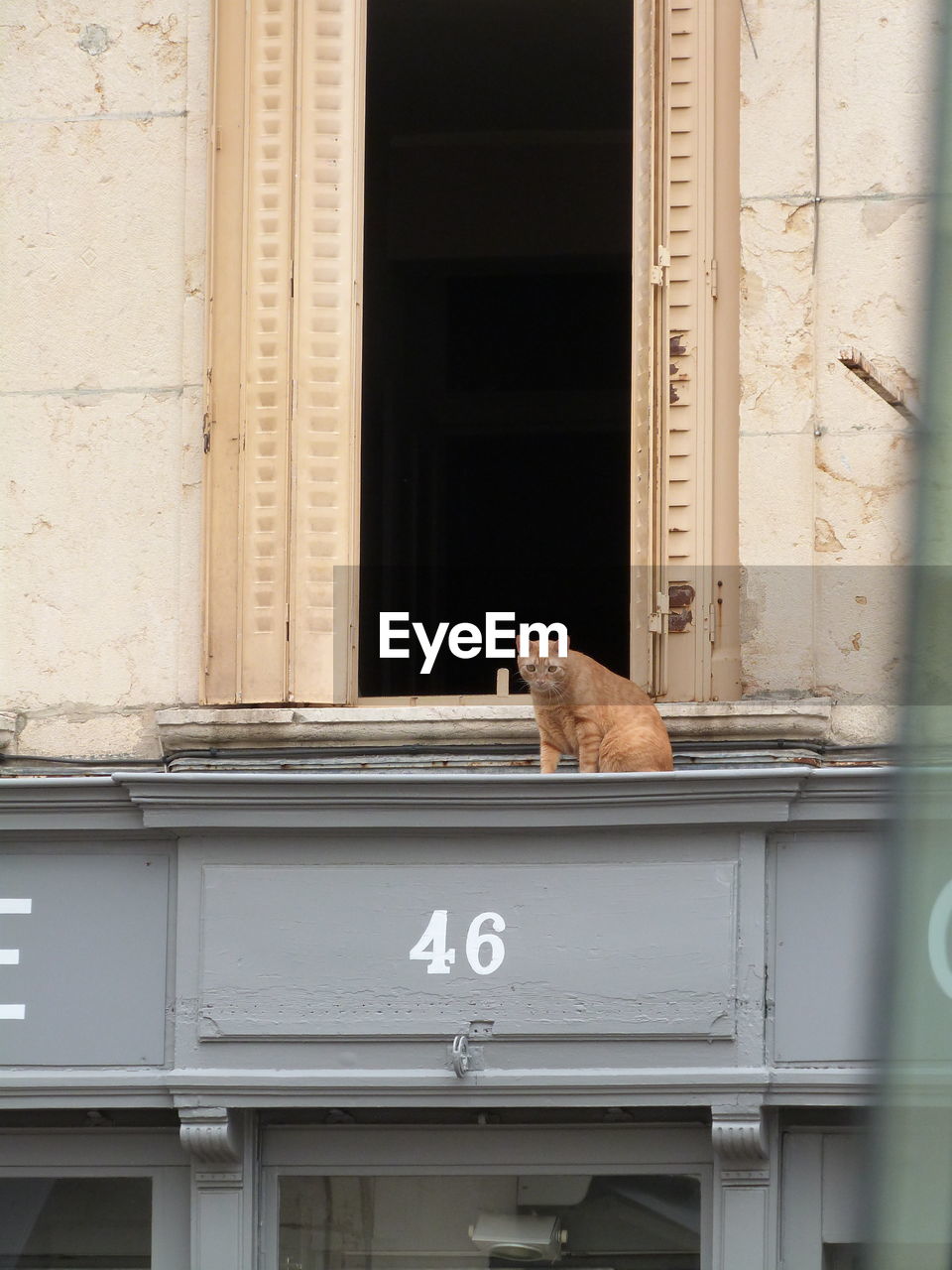 Cat sitting on a window