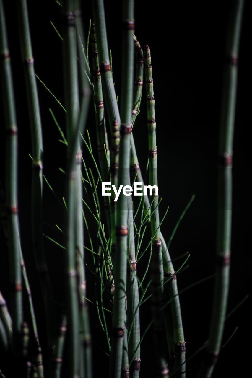 Close-up of bamboo plants