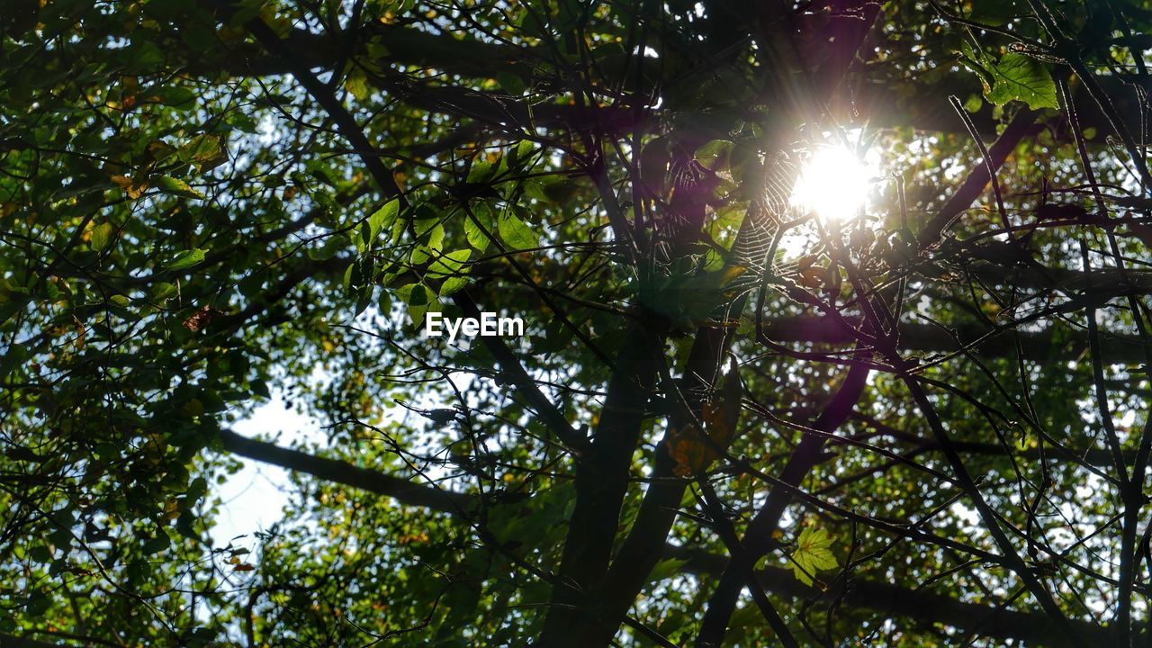 SUNLIGHT STREAMING THROUGH TREES IN FOREST