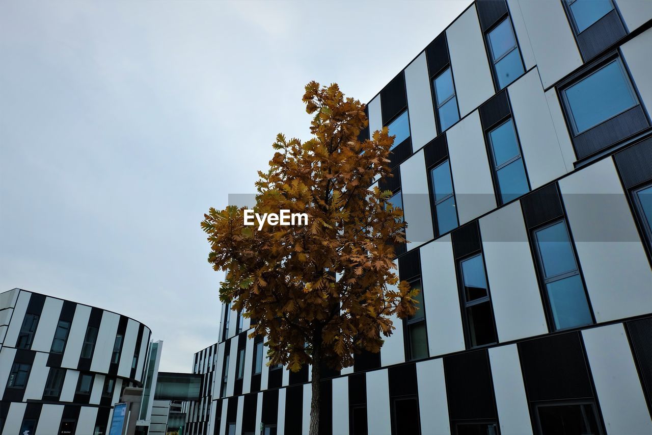 LOW ANGLE VIEW OF TREE BY BUILDING AGAINST SKY