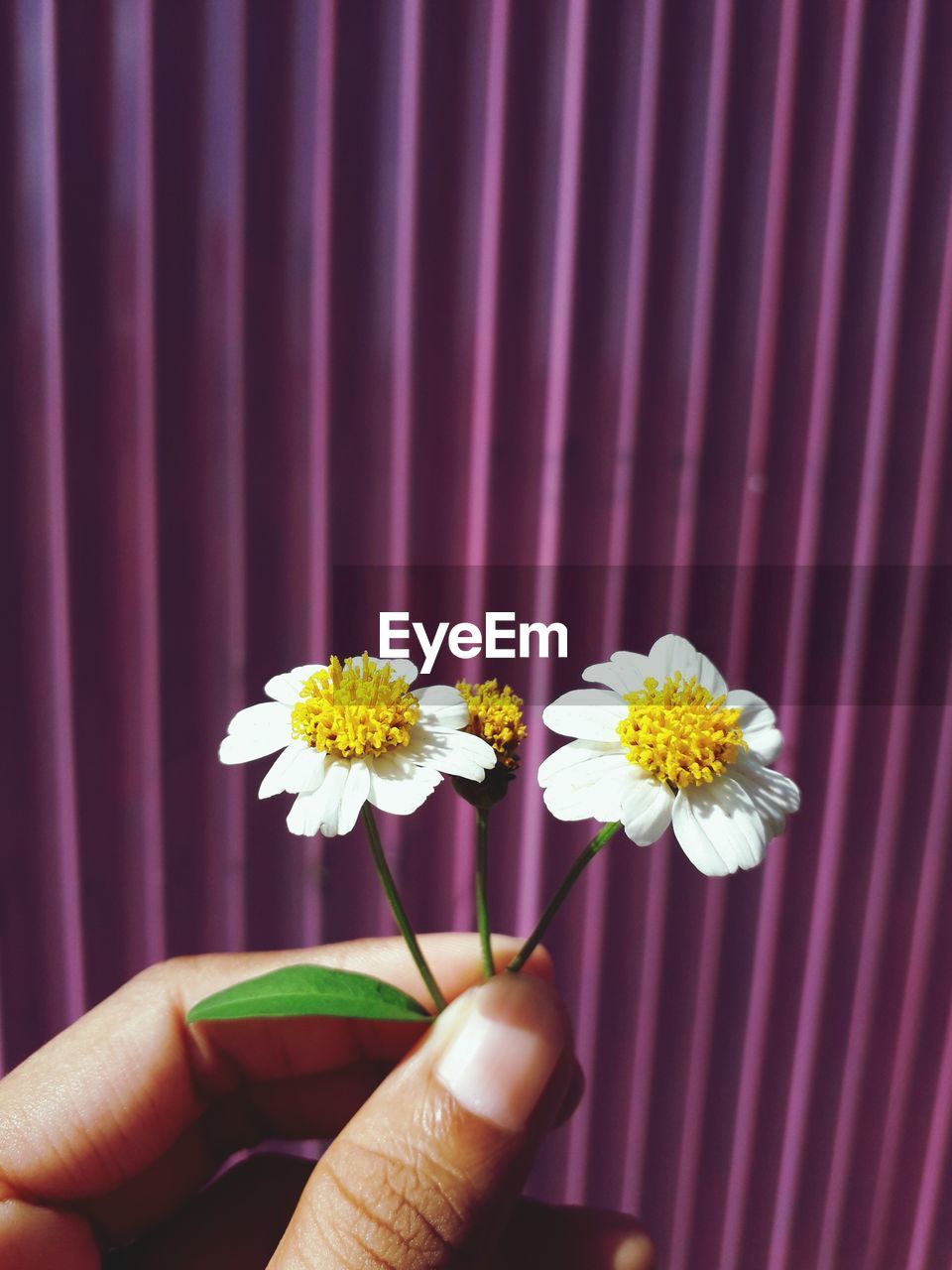 Close-up of human hand holding white flowers