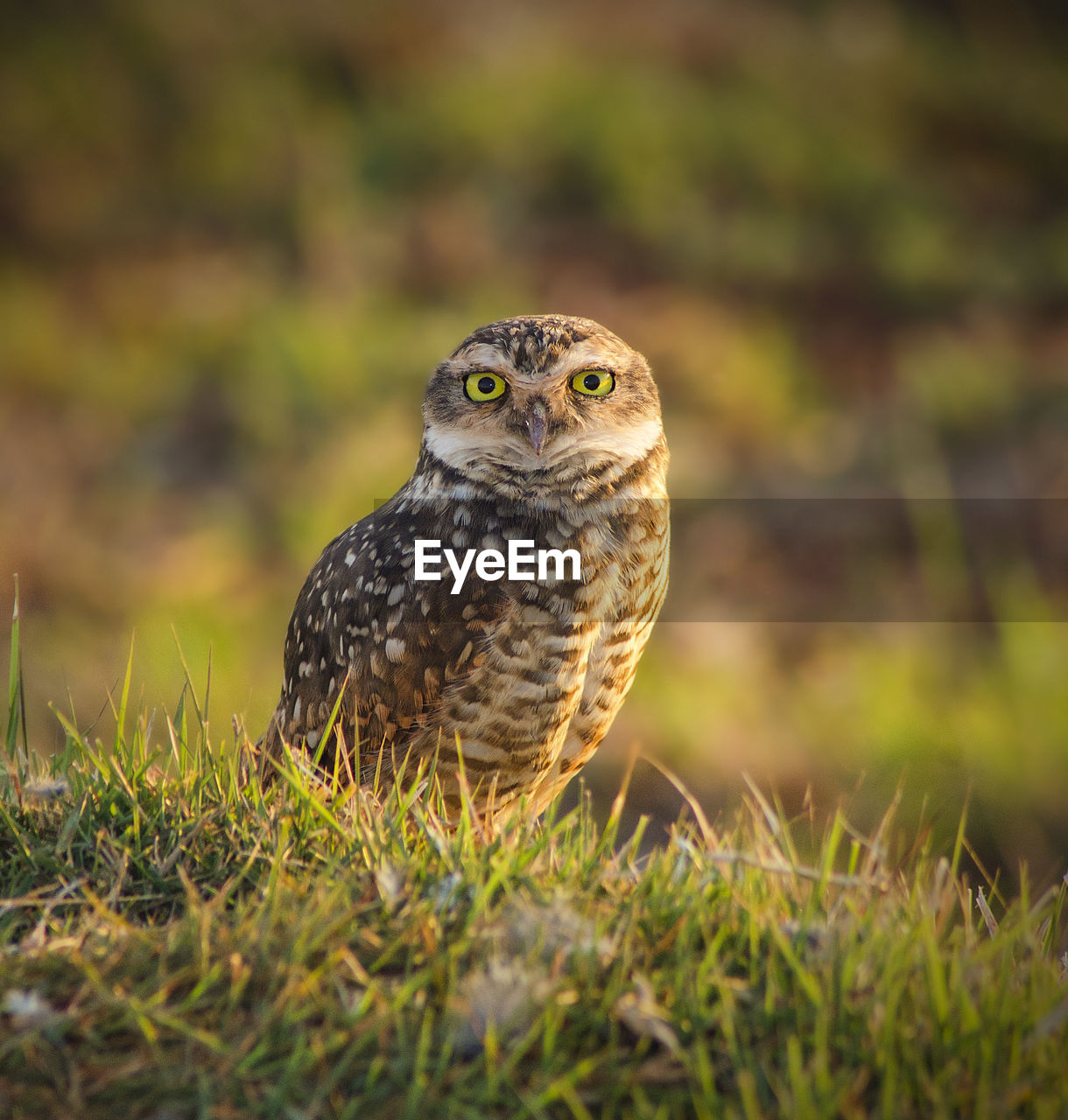 Close-up portrait of owl on field