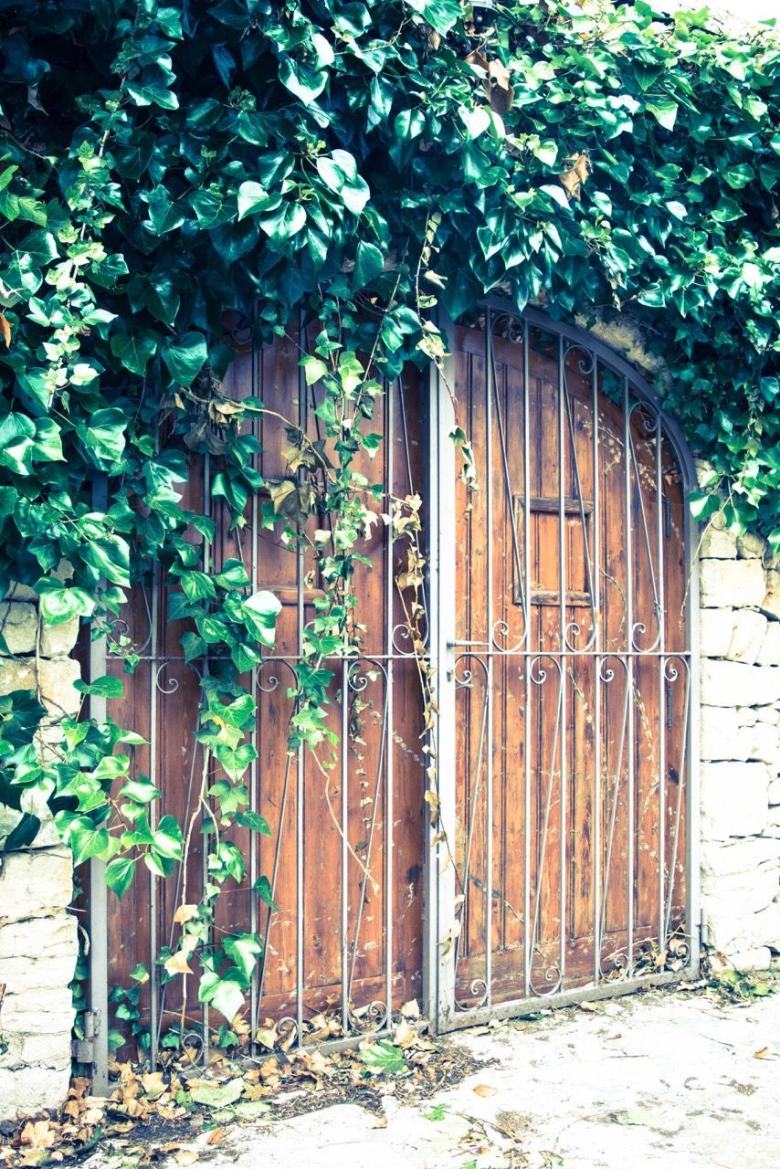 IVY GROWING ON DOOR