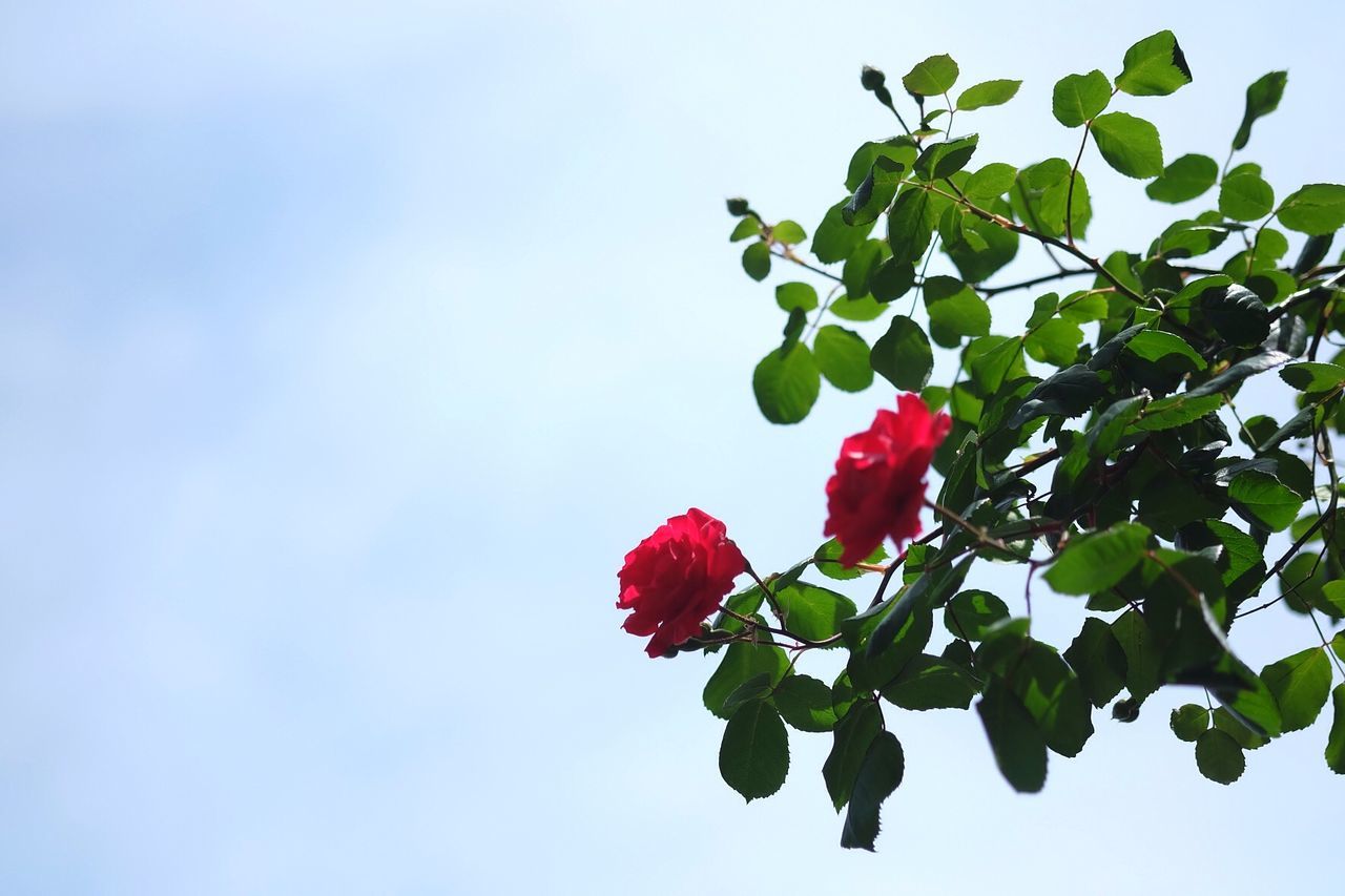 Low angle view of rose flowers