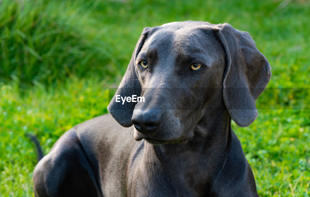 Close-up portrait of dog on field