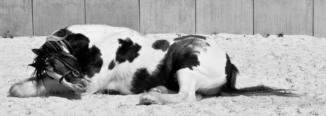 Panoramic view of horse sleeping on dirt at ranch