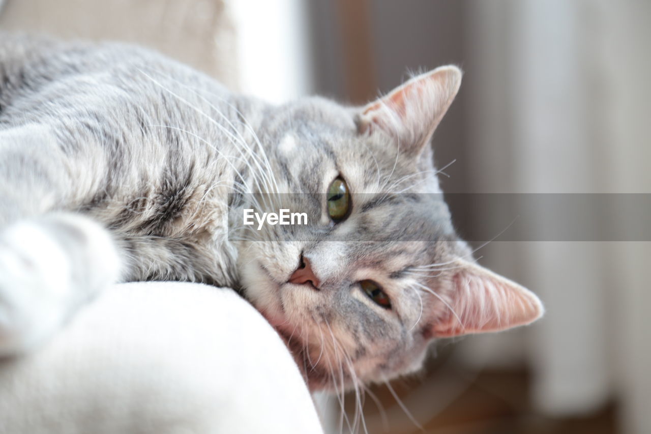 Close-up of cat leaning on sofa at home