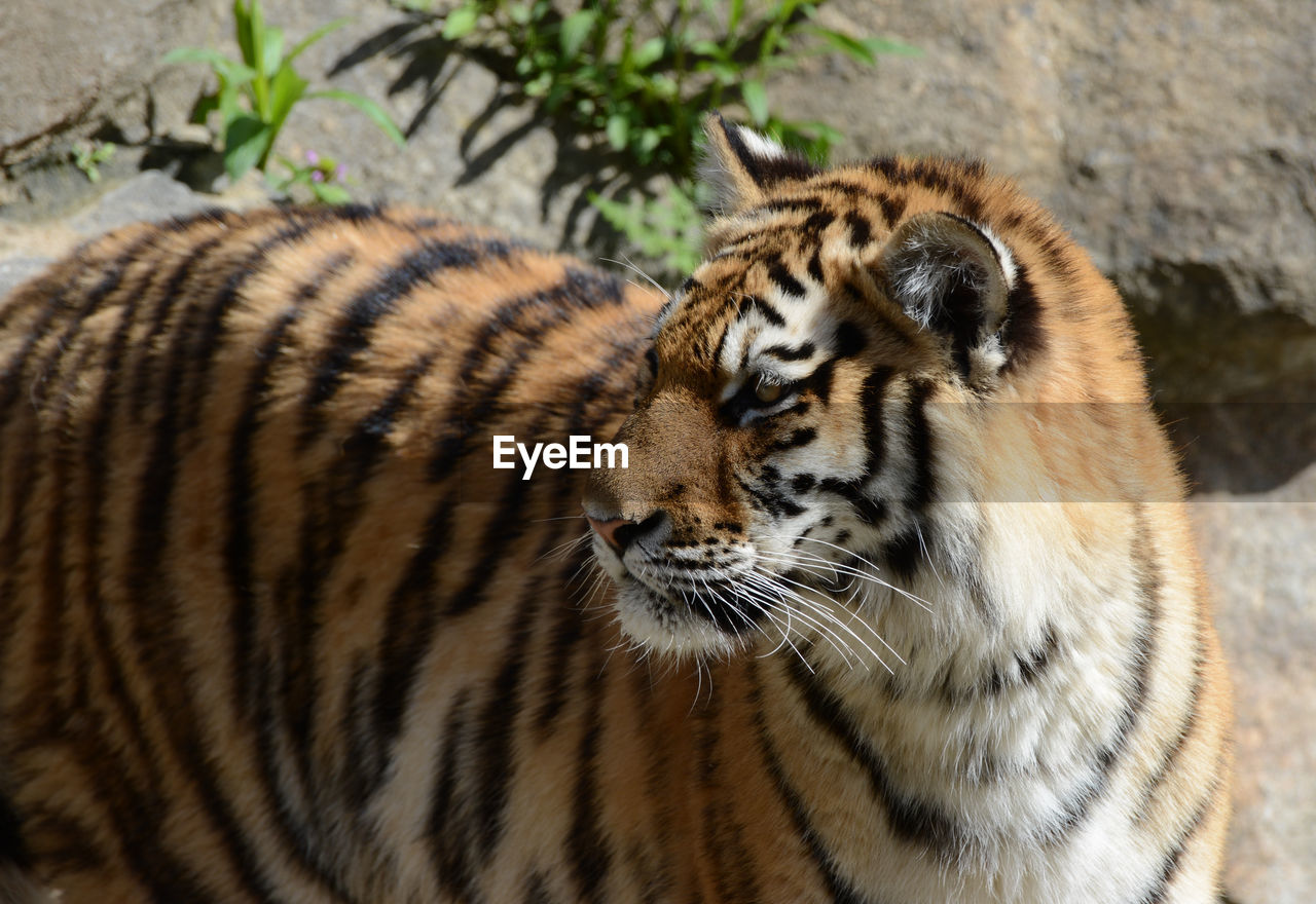 Close-up of a tiger looking away
