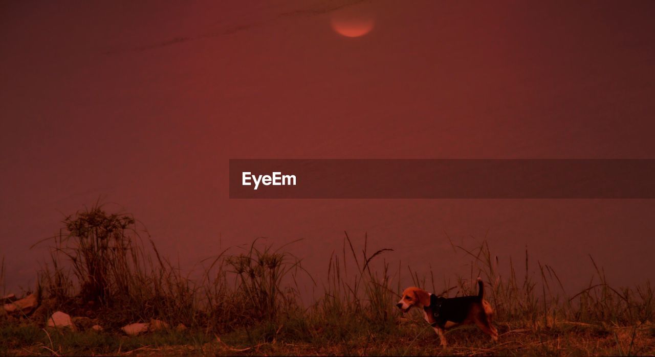 HORSES ON LANDSCAPE AT SUNSET