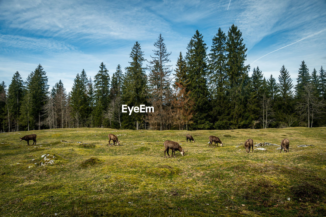 scenic view of grassy field against sky