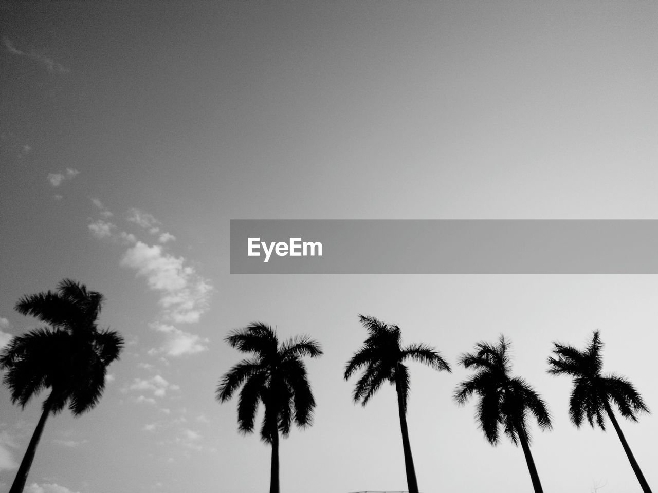 PALM TREES AGAINST SKY