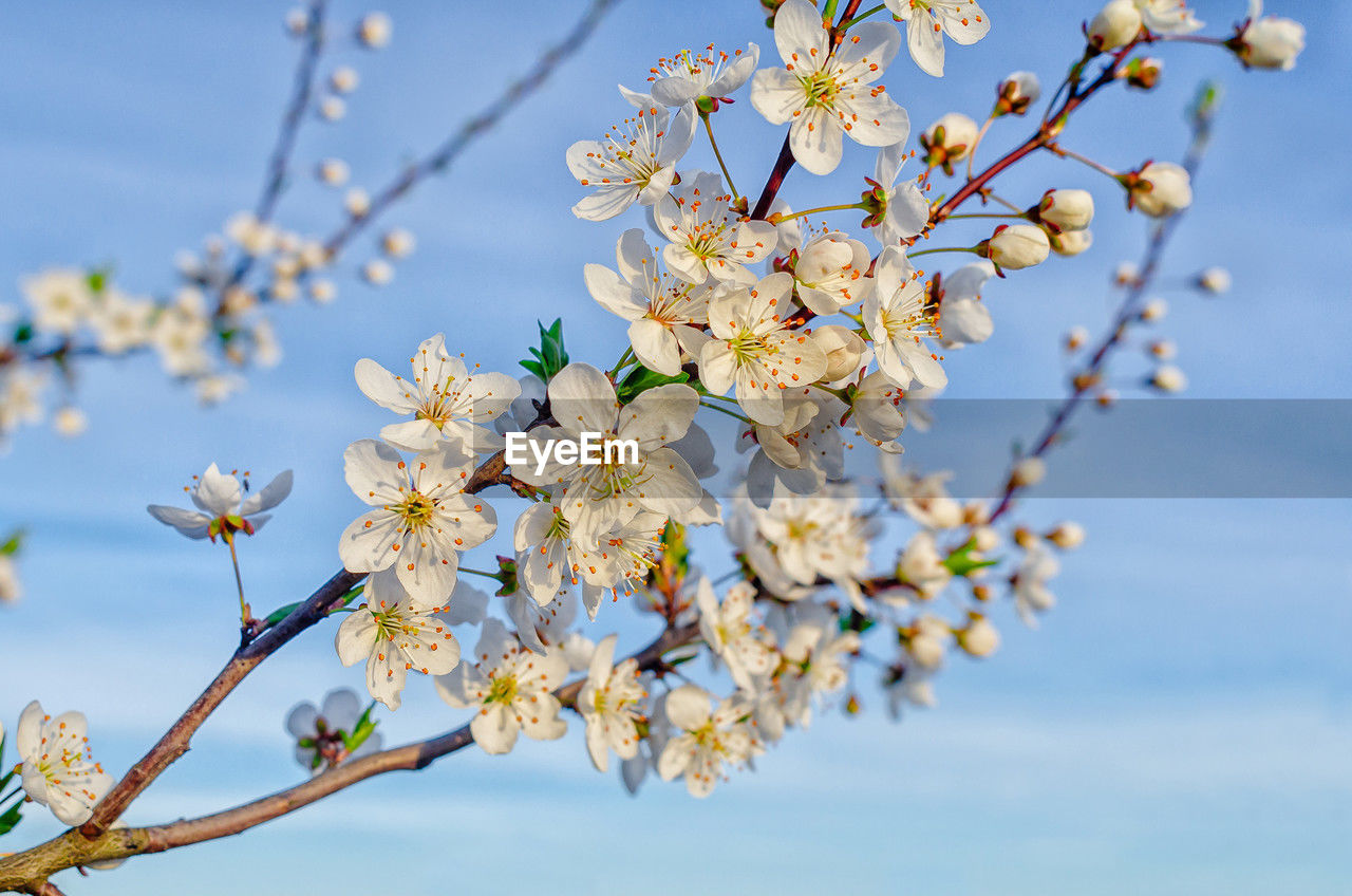 plant, flower, flowering plant, blossom, tree, freshness, fragility, beauty in nature, springtime, growth, nature, branch, sky, cherry blossom, close-up, spring, produce, no people, blue, almond tree, focus on foreground, day, fruit tree, white, twig, outdoors, flower head, fruit, food, inflorescence, botany, food and drink, low angle view, cherry tree, apple tree, clear sky, petal, almond, sunlight, agriculture, tranquility, selective focus