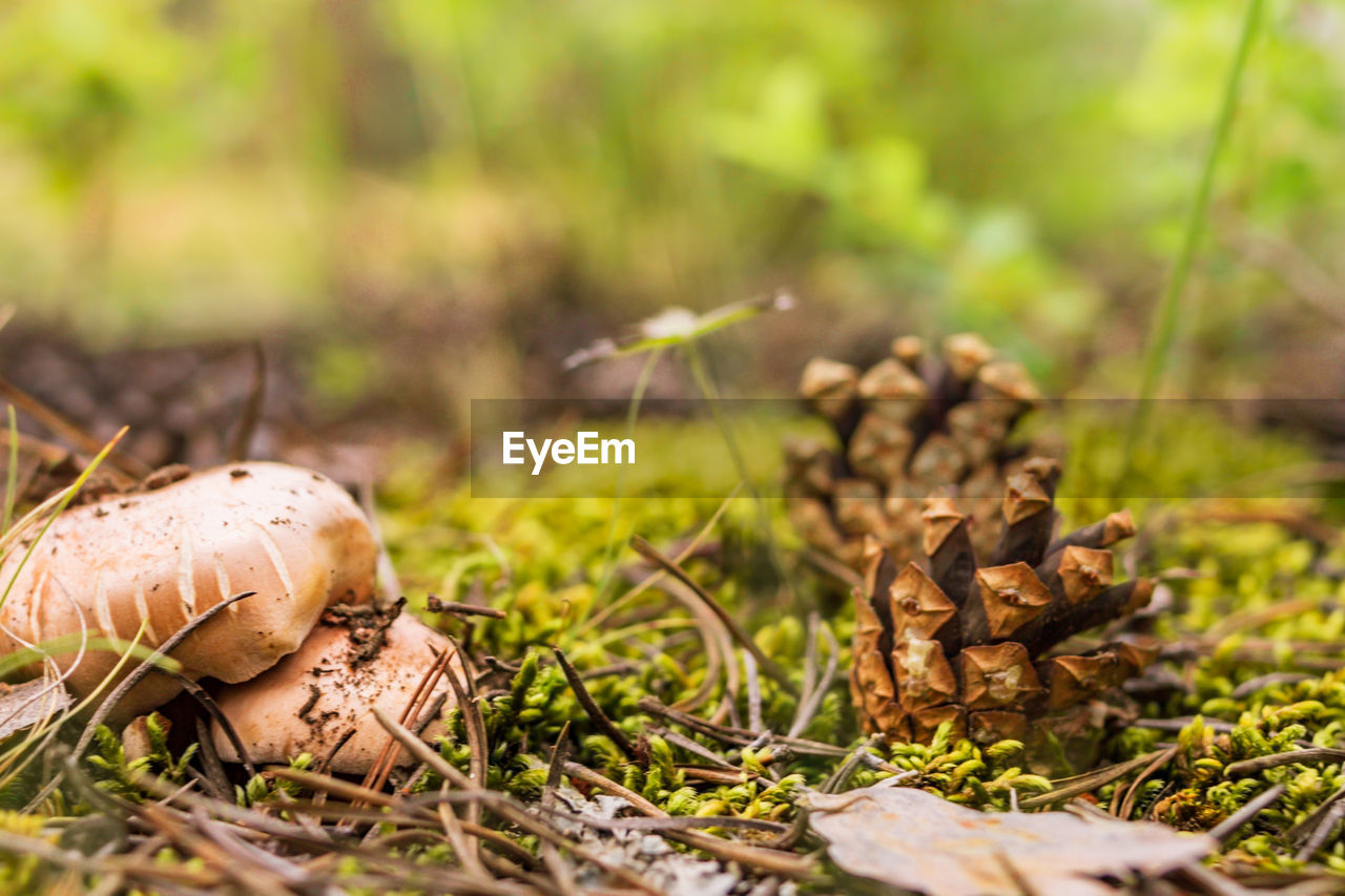 Group of boletus, suillus luteus, among moss and pinecones in forest, mushroom picking season