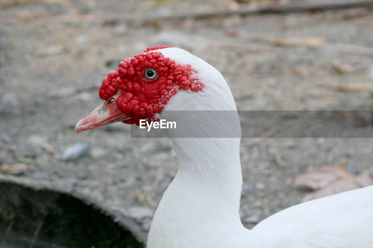 animal themes, animal, bird, one animal, beak, close-up, water bird, animal wildlife, wildlife, ducks, geese and swans, red, goose, nature, duck, no people, animal body part, white, focus on foreground, wing, day, animal head, outdoors, poultry, muscovy duck
