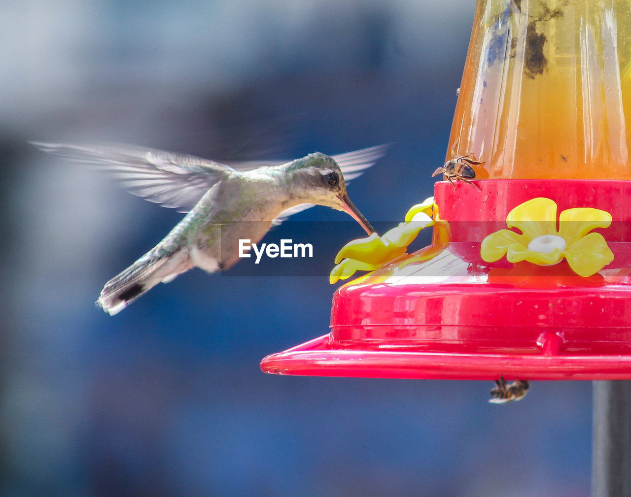 VIEW OF BIRD FLYING IN THE SKY