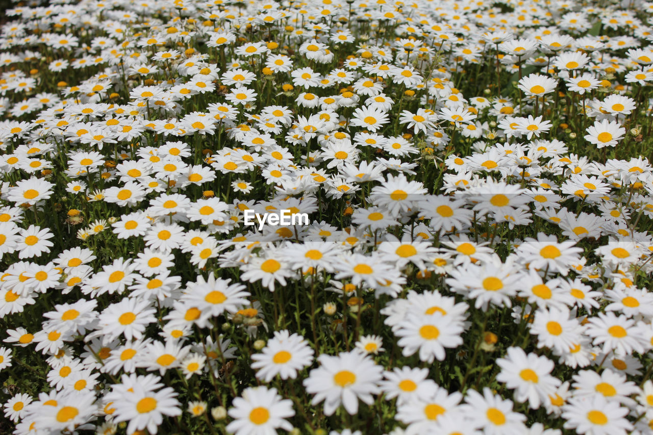 close-up of white daisy flowers on field
