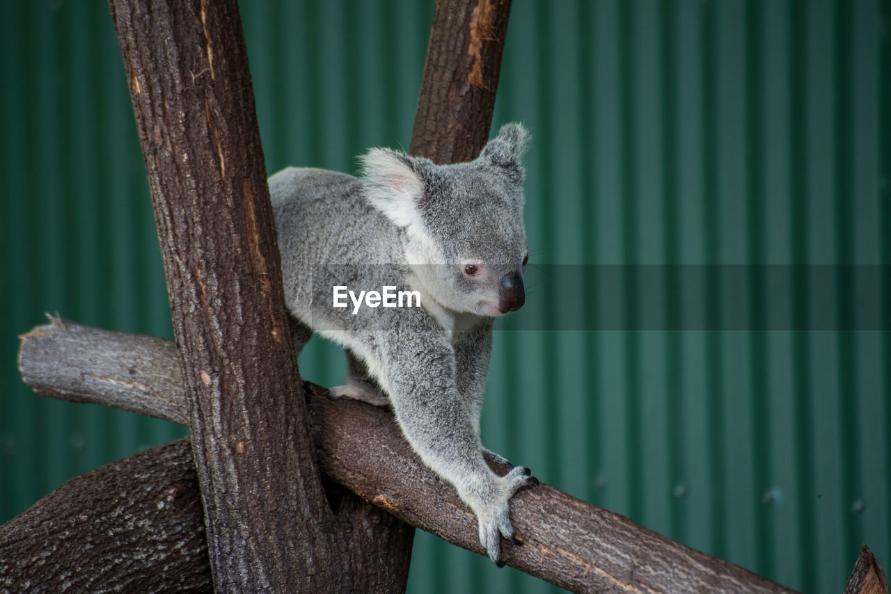 Close-up of koala on tree