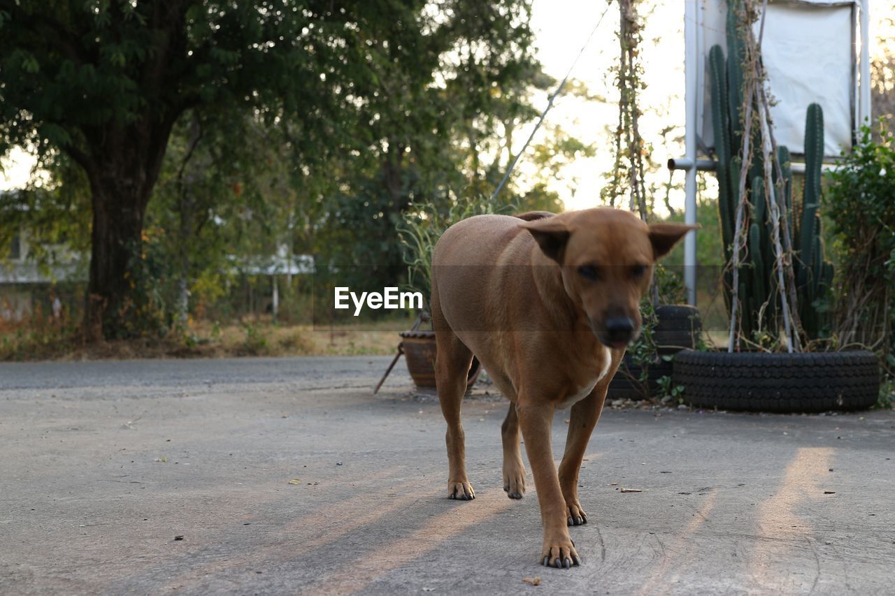 VIEW OF A DOG STANDING IN STREET