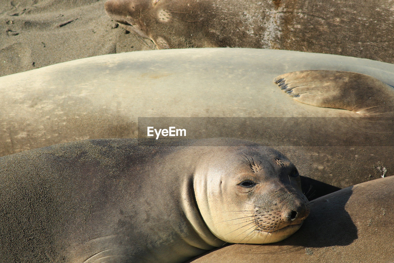 Sea lion resting