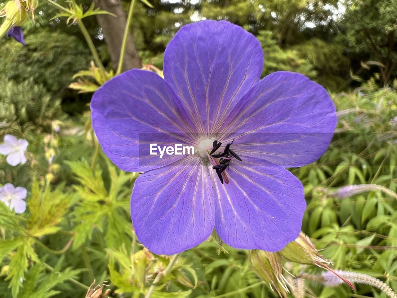 plant, flowering plant, flower, beauty in nature, growth, freshness, purple, fragility, close-up, petal, flower head, inflorescence, nature, wildflower, focus on foreground, no people, day, botany, outdoors, pollen, insect, animal, green, blue