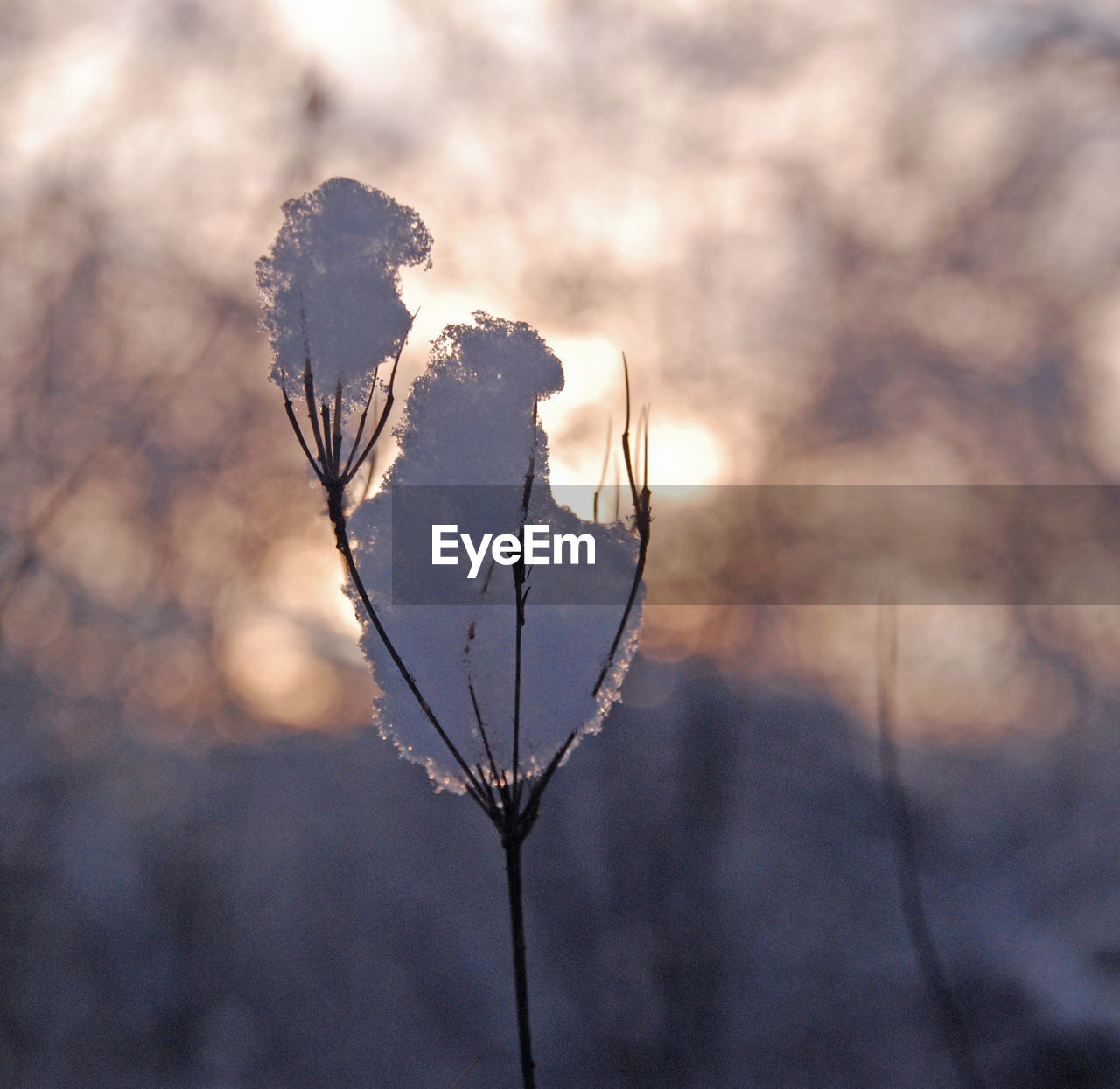 Close-up of wilted plant against sky during sunset