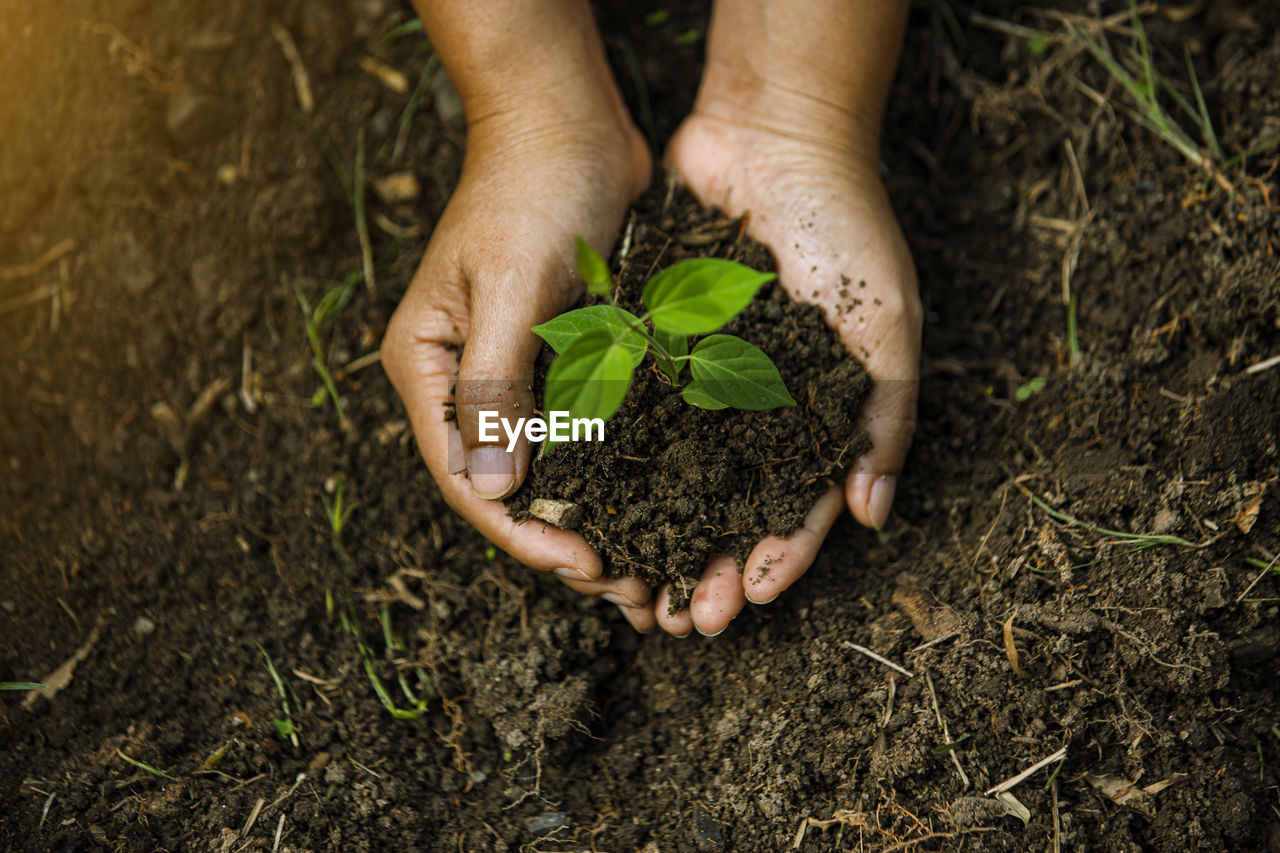 HIGH ANGLE VIEW OF WOMAN HAND HOLDING PLANT
